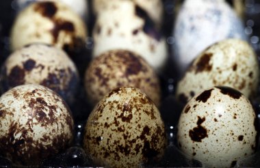 Kuş yumurta makro görünümü