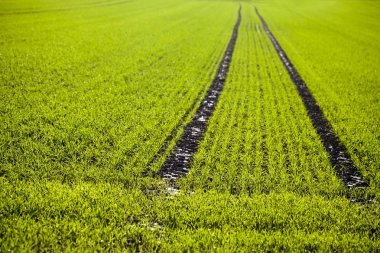 Yeşil alan doğa kavramı