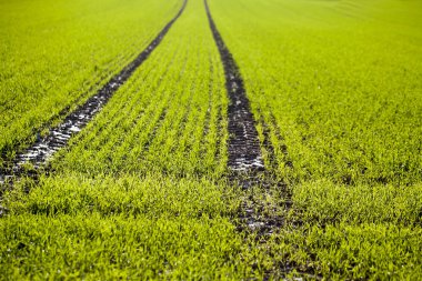 Yeşil alan doğa kavramı