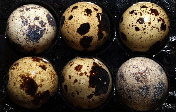 Bird Egg Macro View — Stock Photo, Image