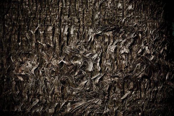 팜 나무 몸 껍질 — 스톡 사진