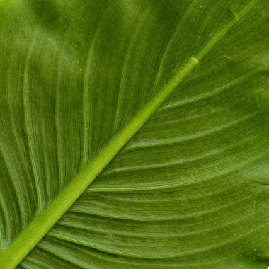 Yaprak makro ayrıntılı arka plan dokusu