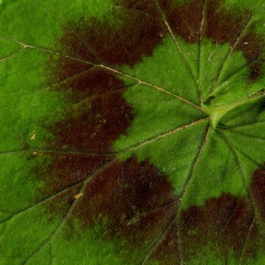 Yaprak makro ayrıntılı arka plan dokusu