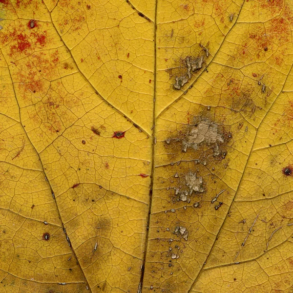 Leaf Macro Detail Background Texture — Stock Photo, Image