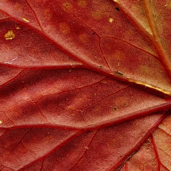 Foglia macro dettaglio sfondo Texture — Foto Stock