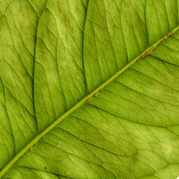 Yaprak makro ayrıntılı arka plan dokusu — Stok fotoğraf