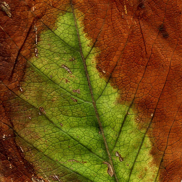 Фон текстуры листьев Макро — стоковое фото