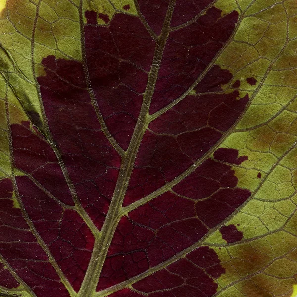 Yaprak makro ayrıntılı arka plan dokusu — Stok fotoğraf
