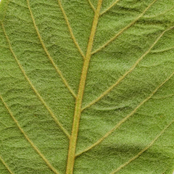 Leaf Macro Detail Background Texture — Stock Photo, Image