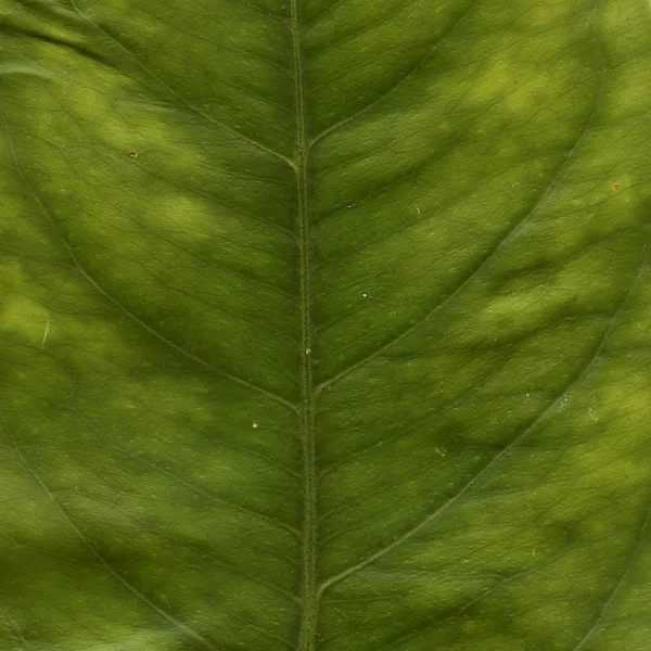 Текстури тла листя макро деталей — стокове фото