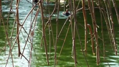 Yeşil Göl su yüzeyi doğada