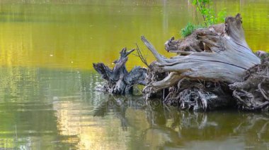 Yeşil Göl su yüzeyi doğada