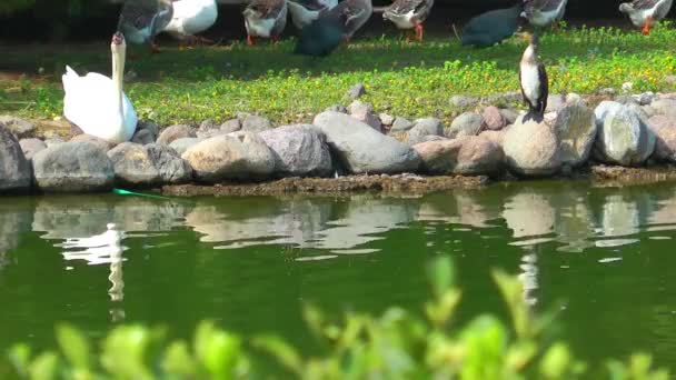 Superfície de água do lago verde na natureza — Vídeo de Stock