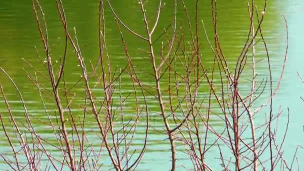 Superficie verde del agua del lago en la naturaleza — Vídeo de stock