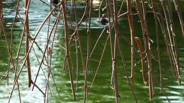 Groene meerwater oppervlak in de natuur — Stockvideo