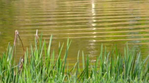 Grüne Wasseroberfläche in der Natur — Stockvideo