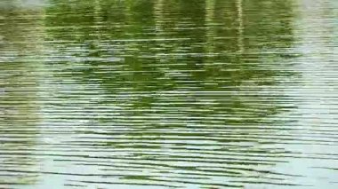 Yeşil Göl su yüzeyi doğada