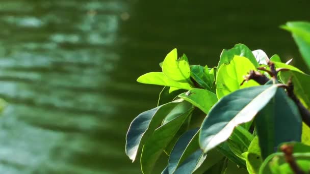 Зеленое озеро Поверхность воды в природе — стоковое видео