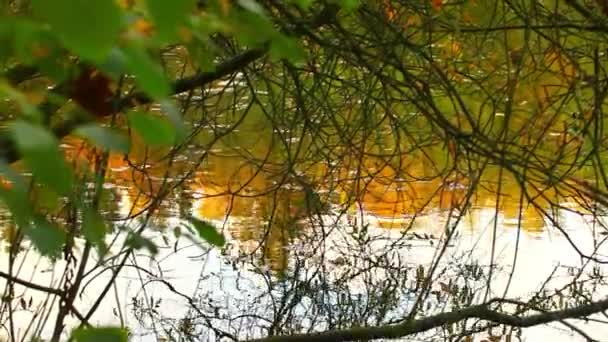 Superfície de água do lago verde na natureza — Vídeo de Stock