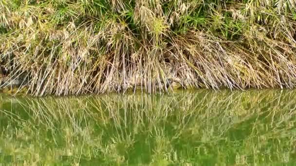 Gröna sjön vattenytan i naturen — Stockvideo