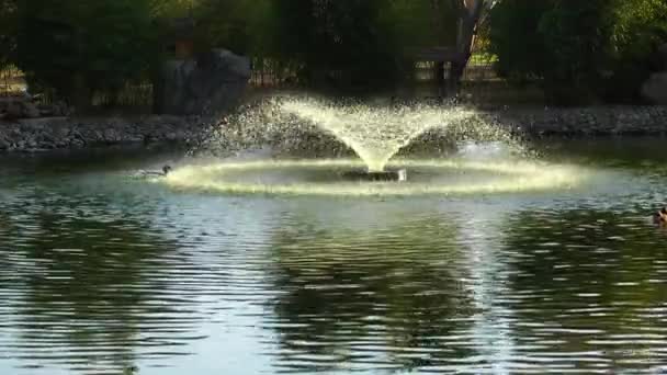 Superficie verde del agua del lago en la naturaleza — Vídeo de stock