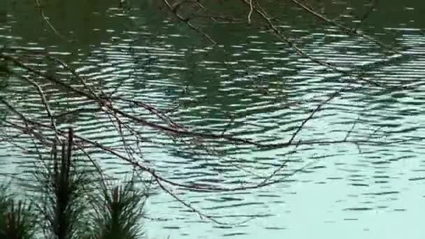 Superficie verde del agua del lago en la naturaleza — Vídeo de stock