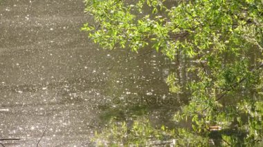 Yeşil Göl su yüzeyi doğada