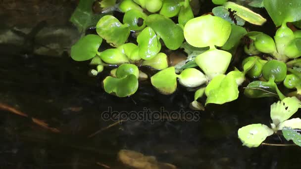 Lago Verde Superficie dell'acqua in Natura — Video Stock