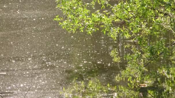 Superfície de água do lago verde na natureza — Vídeo de Stock