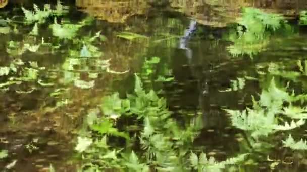 Eau de lac vert Surface dans la nature — Video