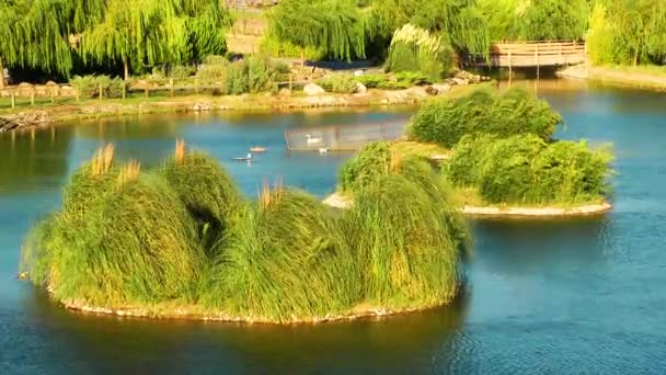 Groene meerwater oppervlak in de natuur — Stockvideo