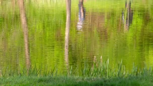 Зелені озера Вода поверхня в природі — стокове відео