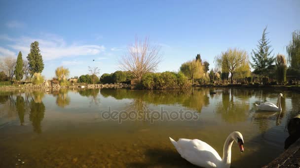 Lago Verde Superficie dell'acqua in Natura — Video Stock