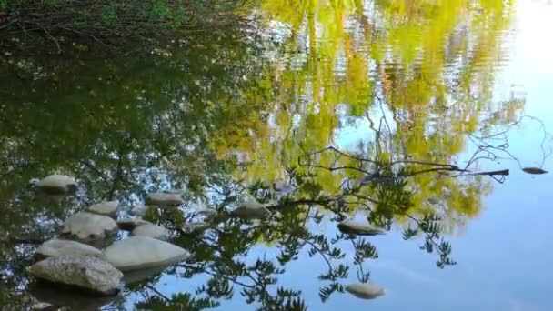 Superficie verde del agua del lago en la naturaleza — Vídeos de Stock