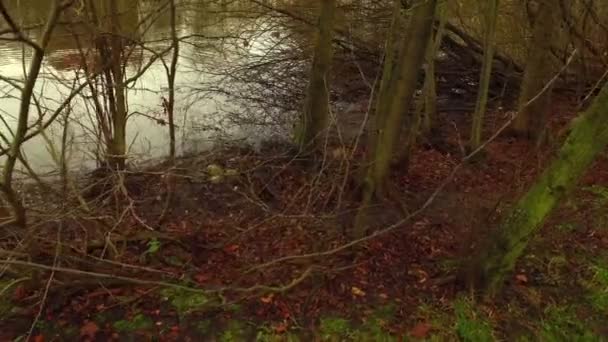 Superfície de água do lago verde na natureza — Vídeo de Stock