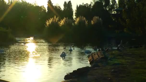 Grüne Wasseroberfläche in der Natur — Stockvideo