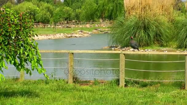 Superficie verde del agua del lago en la naturaleza — Vídeos de Stock