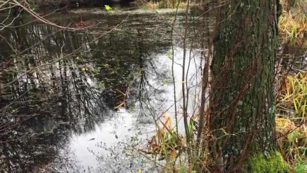 Superficie verde del agua del lago en la naturaleza — Vídeos de Stock