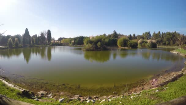 Superficie verde del agua del lago en la naturaleza — Vídeos de Stock