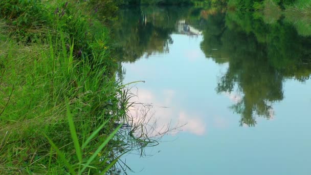 Superficie verde del agua del lago en la naturaleza — Vídeos de Stock