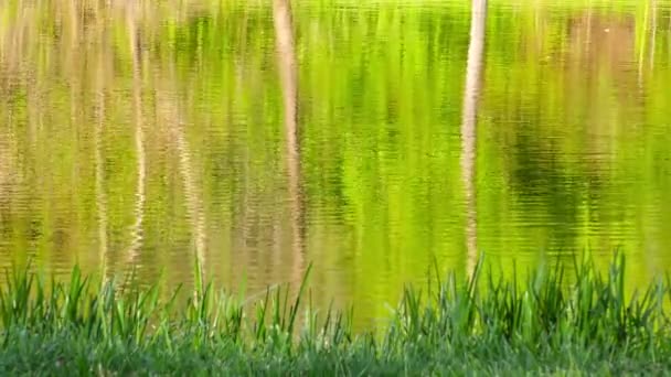 Superfície de água do lago verde na natureza — Vídeo de Stock