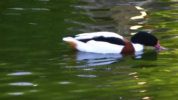 Zwierzęta Ptak kaczka w jeziorze — Wideo stockowe