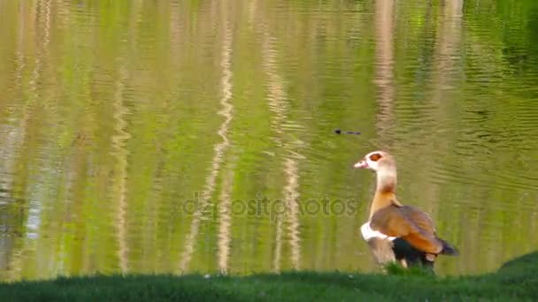 Canard d'oiseaux dans le lac — Video