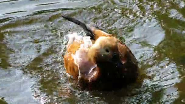 Canard d'oiseaux dans le lac — Video