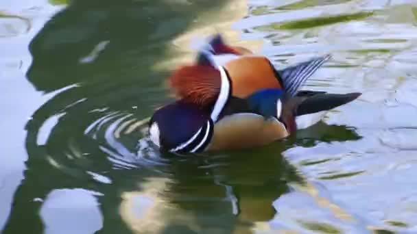 Canard d'oiseaux dans le lac — Video