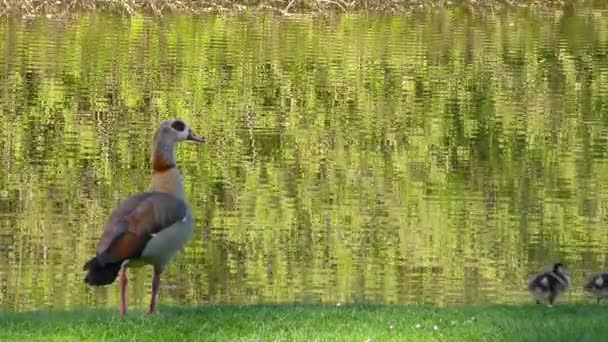 Tier Vogel Ente im See — Stockvideo