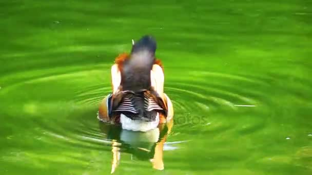 Zwierzęta Ptak kaczka w jeziorze — Wideo stockowe