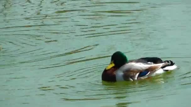 Animal Bird Duck in Lake — Stock Video