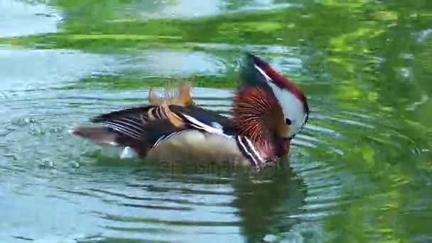 Canard d'oiseaux dans le lac — Video