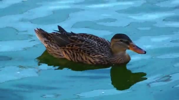 Анимальная утка в озере — стоковое видео